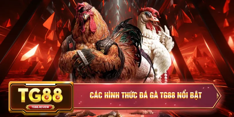 Các Hình Thức Đá Gà TG88 Nổi Bật